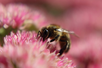 Biene makro auf Blume