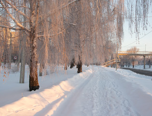 Fototapeta na wymiar Snowy footpath along birch alley at sunrise