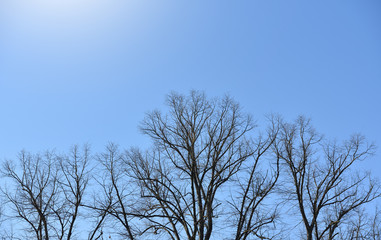 The tops of tree branches without leaves against a blue sky in spring