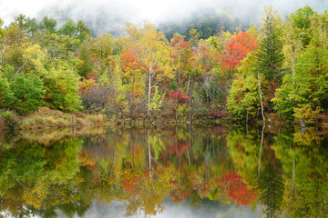 Fototapeta premium まいめの池の紅葉
