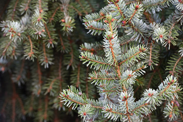 Branches of young fresh spruce branches close up