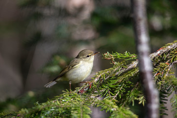 メボソムシクイ