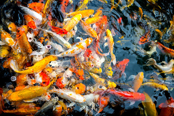 Obraz na płótnie Canvas Abstract Blurred background of fancy Carp fish pond and refraction from sunlight.Beautiful koi fish swimming in the pond.