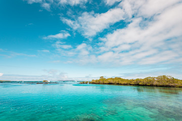 The blue lagoon of Concha de Perla with green mangrove forest on the Island of Isabela, Galapagos...