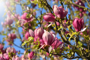 Beautiful pink magnolia flowers close-up, on a background of blue sky