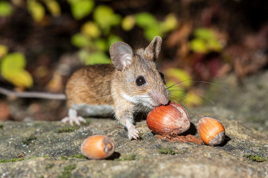 S&uuml;sse Maus beim Schlemmen