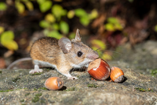 S&uuml;sse Maus beim Schlemmen