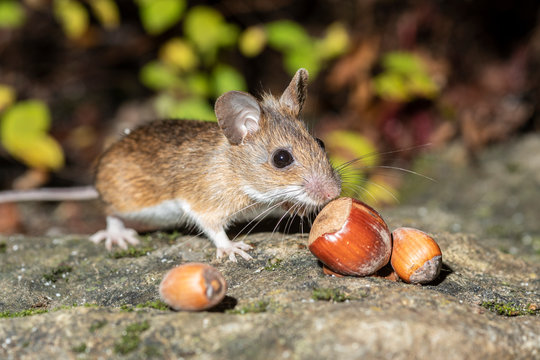 S&uuml;sse Maus beim Schlemmen