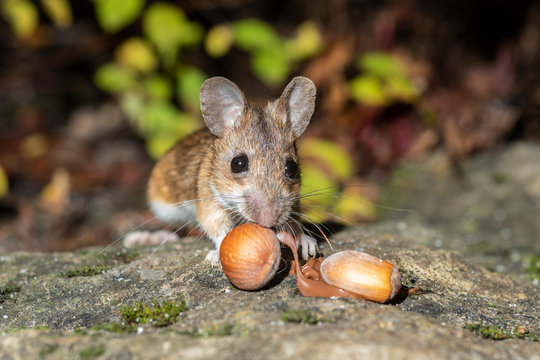 S&uuml;sse Maus beim Schlemmen