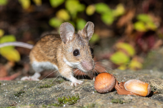 S&uuml;sse Maus beim Schlemmen