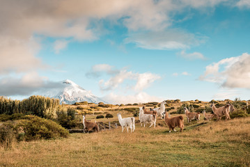 Lamas and Alpakas standing in grasslands of the Cotopaxi National Park, behind them the Cotopaxi volcano with snowy peak, idyllic setting of Ecuador, South America
