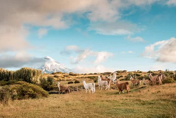 Foto auf Alu-Dibond Lamas and Alpakas standing in grasslands of the Cotopaxi National Park, behind them the Cotopaxi volcano with snowy peak, idyllic setting of Ecuador, South America © Thomas Jastram