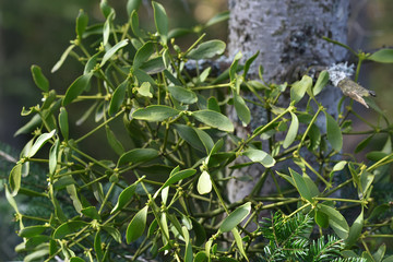 Fototapeta na wymiar Mistletoe climbing plant against the background of a tree trunk, where it climbs and lives on the branches of this tree