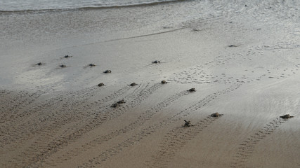 Turtle running on a beach