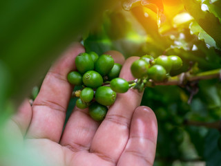 Farmer hand is havesting Arabrica Coffee berry ripening on plant in organic farm.arabica coffee berries with agriculturist hands.Photo select focus.
