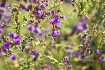 Beautiful purple thistle flower. . Flowering medicinal plants thistle.