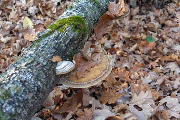 Photo tinder fungus on dead rotten tree trunk lying on the forest floor.