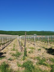 Fototapeta na wymiar Landscape of vineyard in summer