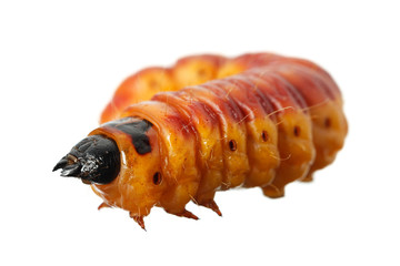 Cossus moth caterpillar