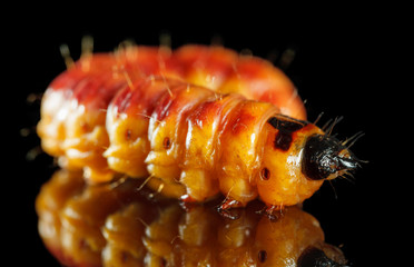 Cossus cossus caterpillar on black