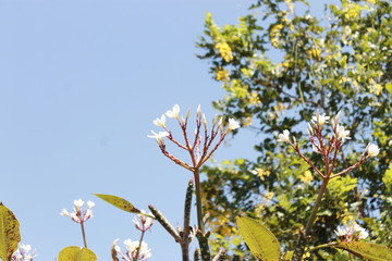  Beautiful trees in Thailand