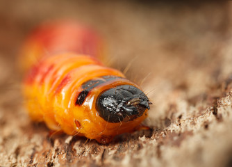Wood pest caterpillar portrait on bark