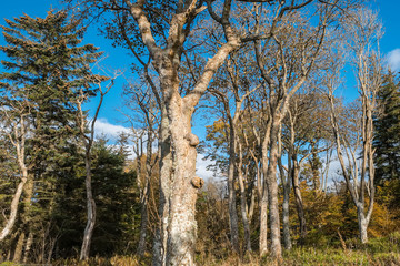 Obraz premium Mature Knarly Scottish Trees in Autumn