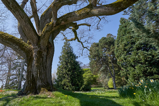 Large and old branched tree styphnolobium japonicum in spring and without leaves, against the blue sky in the European garden of Germany