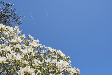 Magnolia blossoms white against the blue sky and two high-flying passenger planes, many large flowers during the Magnolia bloom in the spring