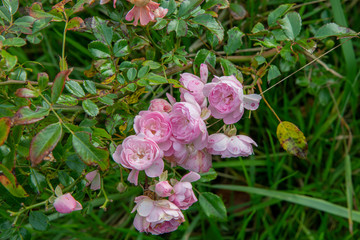 Fototapeta premium A group of tiny pink roses in autumn