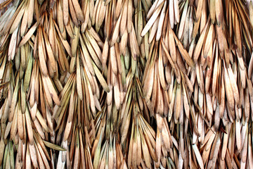 Dried seeds of ash tree (Fraxinus excelsior). Samara fruits known as helicopter seeds or keys.