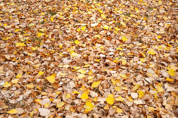 Autumn background with fallen foliage.