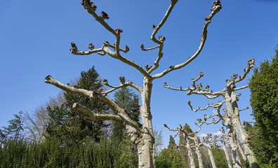 Unusual and curved branches of a beautiful platanus tree in Europe, against a blue and bright sky