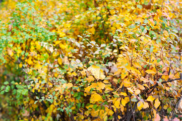 Autumn background with yellow and green falling, drying leaves.