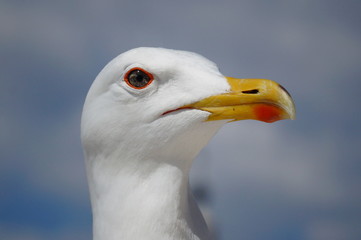 Möwe in Rom 