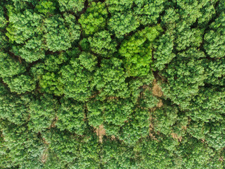 Aerial view green tree  tropical rainforest