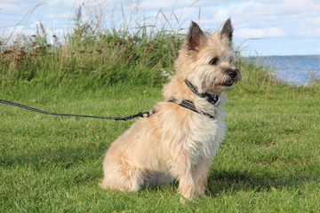 Young cairn terrier on tour by the water