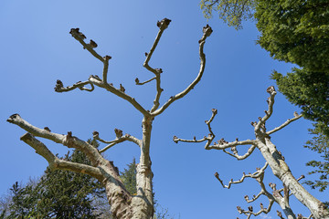 Unusual and curved branches of a beautiful platanus tree in Europe, against a blue and bright sky