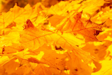 Kräftig leuchtendes Herbstlaub in Gelborange.