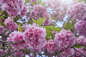 Beautiful and dense ball-shaped pink flowers of blooming sakura, close-up