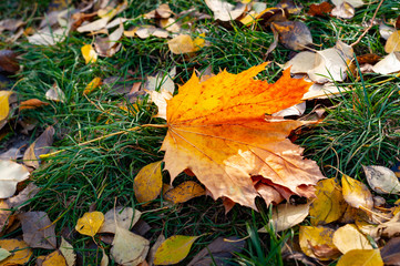 Autumn background with foliage. A yellow maple leaf lies on the grass.
