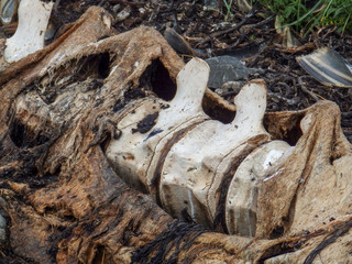 picture with old whale bones on the seashore