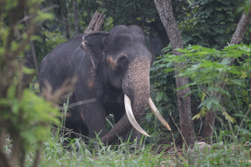 Fototapeta premium elephant in the jungle