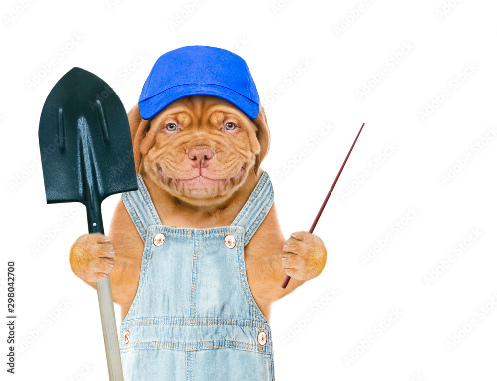 Poster smiling puppy farmer wearing a blue cap holds shovel and points away on empty space. isolated on whi