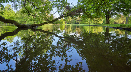 A long and large tree branch hangs over the pond and is reflected in the water, on the grounds of the castle in Europe and its Park