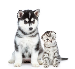 Siberian Husky puppy and scottish kitten sit together and look at camera. isolated on white background