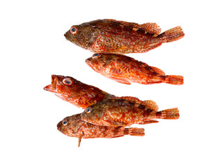Fish isolated on white background with clipping path