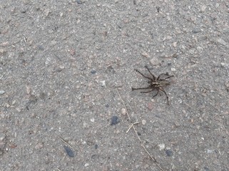 spider, asphalt