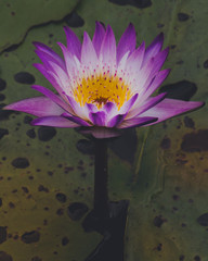 pink water lily lotus in pond in Thailand