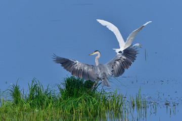 Graureiher und Silberreiher